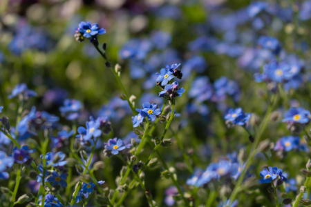 Bild-Nr: 12892523 Vergissmeinnicht - Myosotis Erstellt von: Sandra Höfer