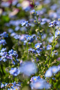 Bild-Nr: 12892526 Vergissmeinnicht - Myosotis Erstellt von: Sandra Höfer