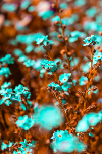 Bild-Nr: 12892527 Vergissmeinnicht - Falschfarben Erstellt von: Sandra Höfer