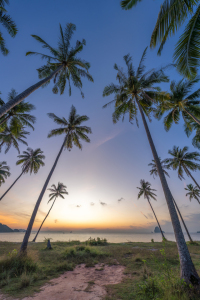 Bild-Nr: 12893339 Sonnenuntergang unter den Palmen Erstellt von: eyetronic