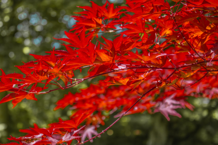 Bild-Nr: 12894347 Fächer-Ahorn - Japanischer Ahorn Erstellt von: Sandra Höfer