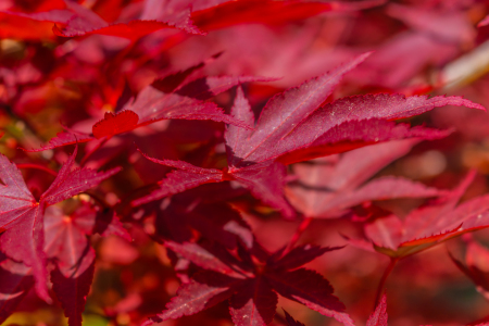 Bild-Nr: 12894350 Fächer-Ahorn - Japanischer Ahorn Erstellt von: Sandra Höfer