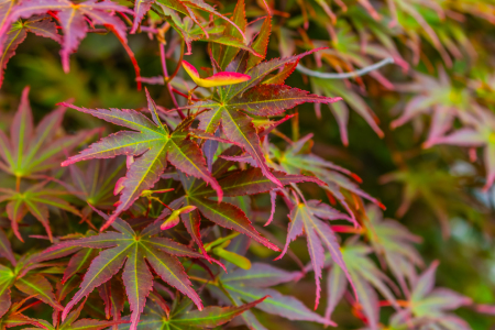 Bild-Nr: 12894352 Japanischer Fächer-Ahorn Murasaki Kiyohime Erstellt von: Sandra Höfer