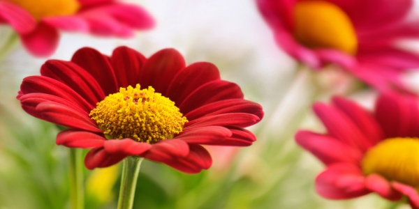 Bild-Nr: 12898330 Strauchmargerite Erstellt von: Atteloi