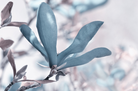 Bild-Nr: 12901965 Sternmagnolie Erstellt von: Atteloi