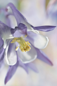 Bild-Nr: 12902183 Akelei Erstellt von: Atteloi