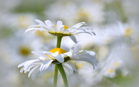 Bild-Nr: 12902223 Blütentraum Erstellt von: GUGIGEI