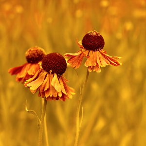 Bild-Nr: 12902814 Helenium Erstellt von: Atteloi