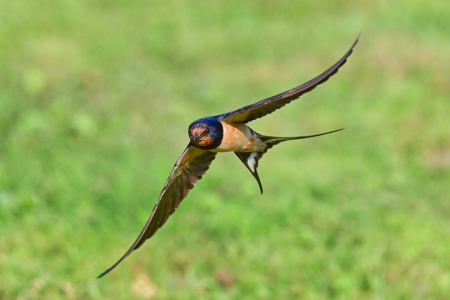 Bild-Nr: 12904274 Schwalbenflug Erstellt von: falconer59