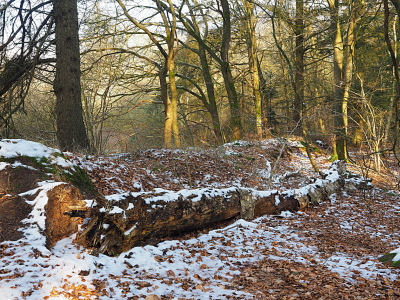 Bild-Nr: 12904573 Winter im Wald Erstellt von: Herbo