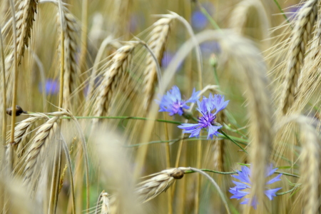 Bild-Nr: 12904604 Kornblume im Feld Erstellt von: GUGIGEI