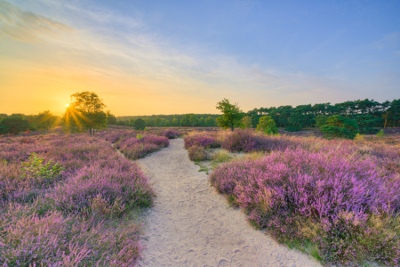 Bild-Nr: 12905064 Abend in der blühenden Heide Erstellt von: Michael Valjak