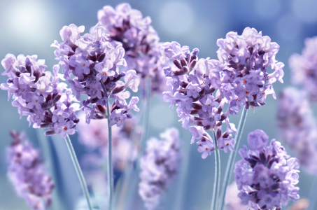 Bild-Nr: 12905633 Lavendel  Erstellt von: Atteloi