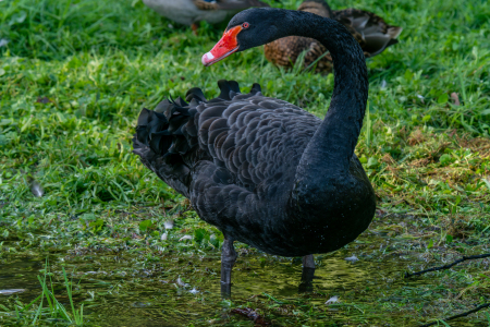 Bild-Nr: 12906459 Schwarze Schönheit am Seeufer Erstellt von: volker heide