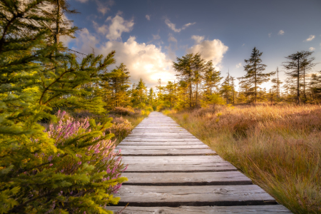 Bild-Nr: 12907004 Auf dem Holzweg im Harz  Erstellt von: Steffen Henze
