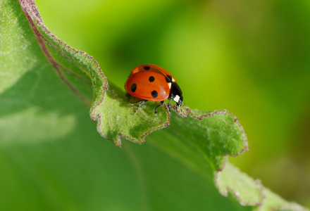 Bild-Nr: 12909695 Marienkäfer Erstellt von: Atteloi