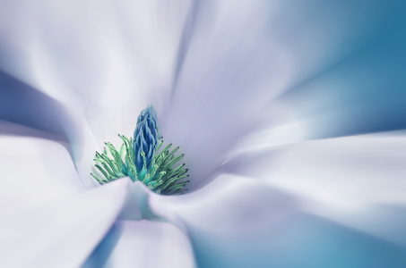 Bild-Nr: 12909954 Magnolie Erstellt von: Atteloi