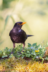 Bild-Nr: 12910567 Amsel Erstellt von: DirkR