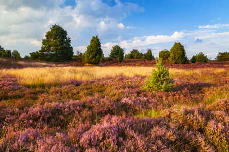 Bild-Nr: 12910571 Lüneburger Heide im goldenen Abendlicht Erstellt von: Daniela Beyer