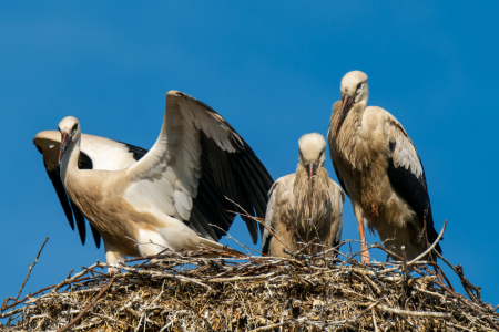 Bild-Nr: 12910607 Bald mache ich mich auf dem Weg nach Süden Erstellt von: volker heide