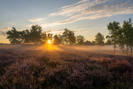 Bild-Nr: 12911051 Goldener Sonnenaufgang in der Westruper Heide Erstellt von: volker heide