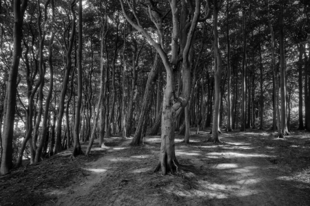 Bild-Nr: 12911447 Der Weg durch den Märchenwald Erstellt von: volker heide