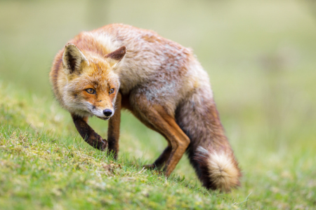 Bild-Nr: 12912636 aufmerksamer Fuchs Erstellt von: Daniela Beyer