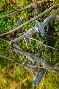 Bild-Nr: 12912948 Fischreiher Erstellt von: Gregor Handy