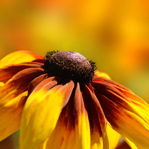 Bild-Nr: 12913670 Sonnenhut Erstellt von: Atteloi