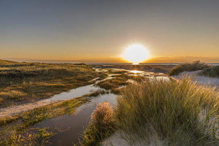 Bild-Nr: 12913718 Nordsee Salzwiesen im Focus Erstellt von: Ursula Reins