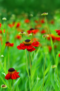 Bild-Nr: 12914541 Sonnenbraut Erstellt von: Atteloi