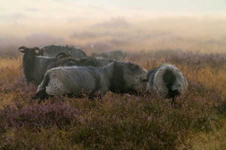 Bild-Nr: 12915701 Heidschnucken im Nebel Erstellt von: volker heide