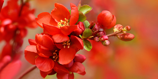 Bild-Nr: 12915764 Japanische Zierquitte Erstellt von: Atteloi