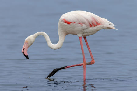 Bild-Nr: 12916278 Rosaflamingo Erstellt von: DirkR