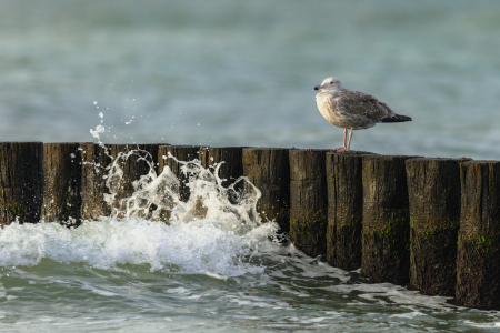 Bild-Nr: 12916306 Silbermöwe auf Buhnen in der Ostsee Erstellt von: Daniela Beyer