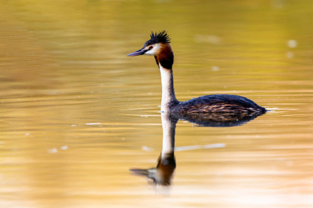 Bild-Nr: 12916416 Haubentaucher Erstellt von: DirkR
