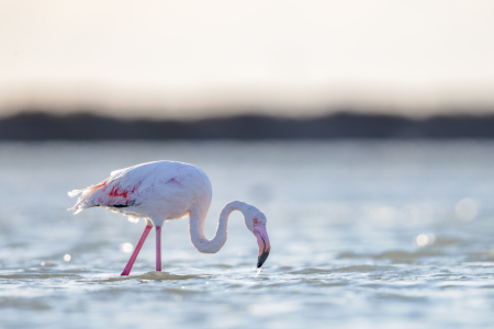 Bild-Nr: 12917684 Flamingo in der Camargue Erstellt von: DirkR