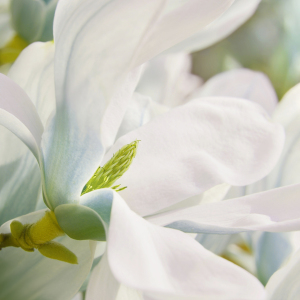 Bild-Nr: 12918289 Magnolienblüte Erstellt von: Atteloi