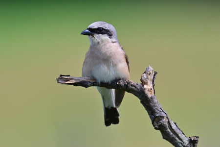 Bild-Nr: 12919304 Neuntöter auf dem Zweig Erstellt von: falconer59