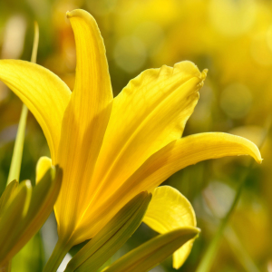 Bild-Nr: 12919646 Lilie Erstellt von: Atteloi