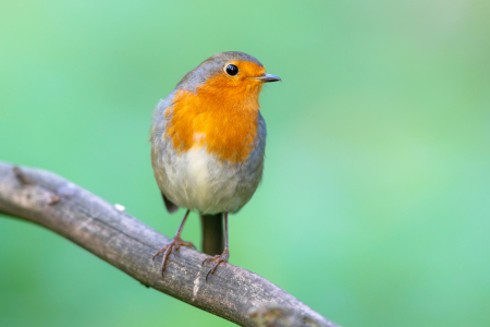 Bild-Nr: 12922878 Rotkehlchen Erstellt von: DirkR