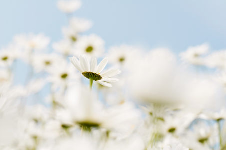 Bild-Nr: 12934776 Margerite 1 Erstellt von: danielschoenen
