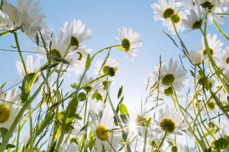 Bild-Nr: 12934777 Margerite 2 Erstellt von: danielschoenen