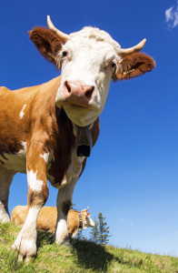 Bild-Nr: 12935934 Marie ist neugierig Erstellt von: wompus