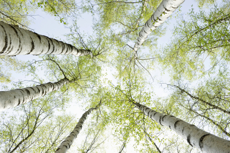 Bild-Nr: 12936508 Birken Erstellt von: danielschoenen