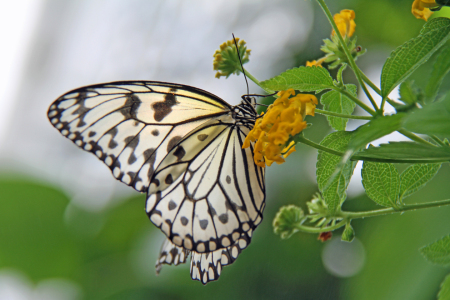 Bild-Nr: 12940452 Schmetterling  Erstellt von: Gerhard Albicker