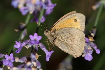Bild-Nr: 12940454 Schmetterling Erstellt von: Gerhard Albicker