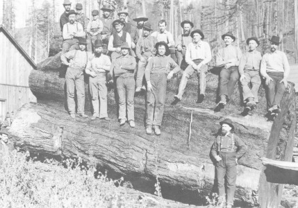 Bild-Nr: 31001882 Woodcutters in California, 1891 Erstellt von: Unbekannte Fotografen