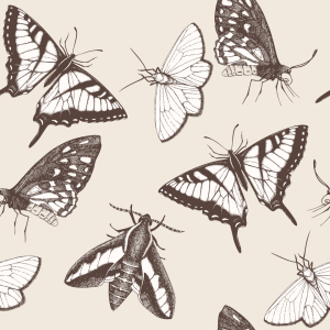 Bild-Nr: 9007628 Schmetterlinge und Falter Erstellt von: patterndesigns-com