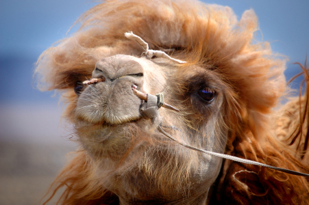 Bild-Nr: 9276846 Kamel in der Gobi Erstellt von: Wolfgang Zwanzger